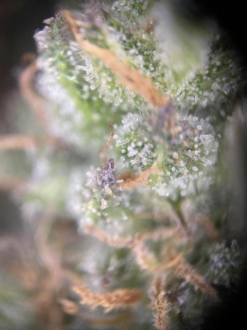Frostys Freak goes Purple in the Contest. Week 13