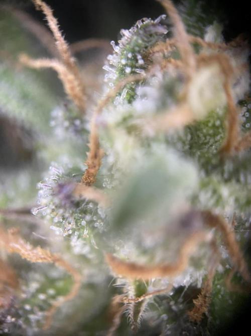 Frostys Freak goes Purple in the Contest. Week 13