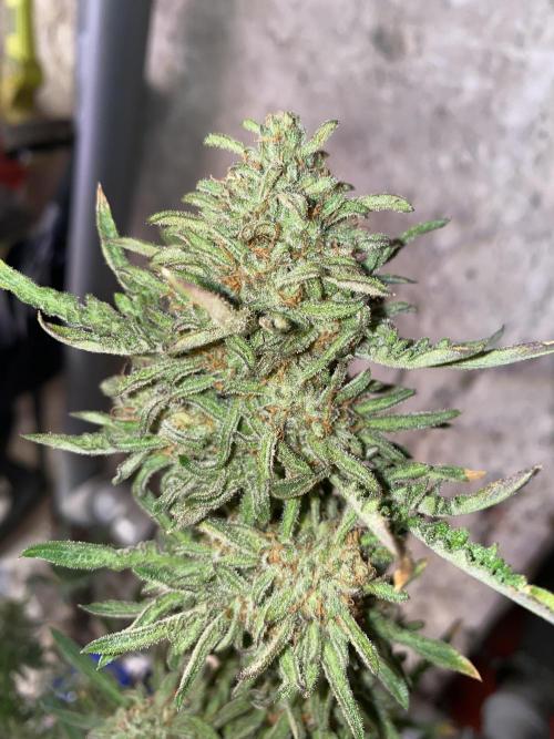 Frostys Freak goes Purple in the Contest. Week 13