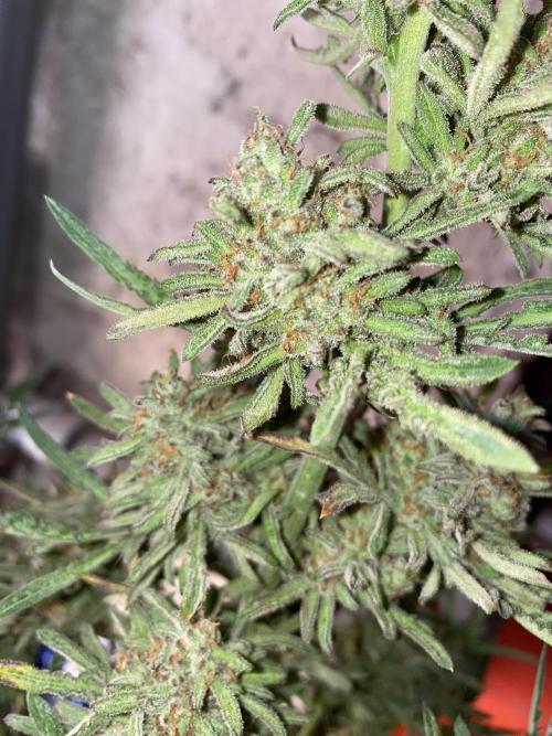 Frostys Freak goes Purple in the Contest. Week 13 - 15.7