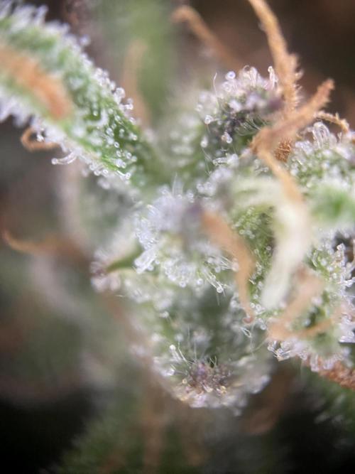 Frostys Freak goes Purple in the Contest. Week 13 - 15.7