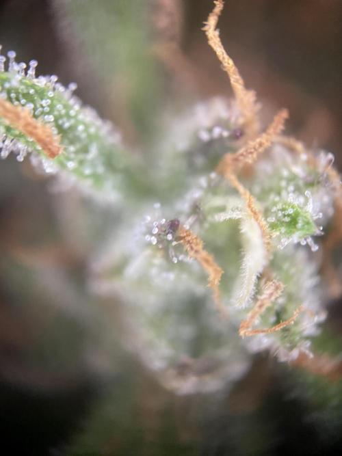 Frostys Freak goes Purple in the Contest. Week 13 - 15.7