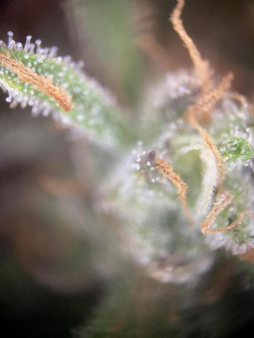 Frostys Freak goes Purple in the Contest. Week 13 - 15.7