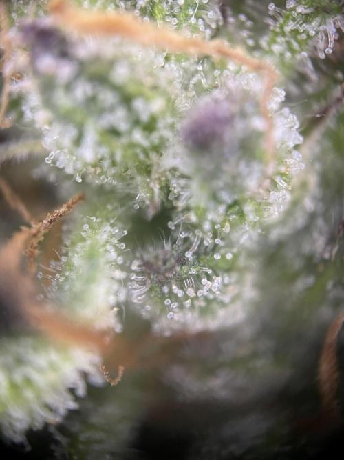 Frostys Freak goes Purple in the Contest. Week 13 - 15.7