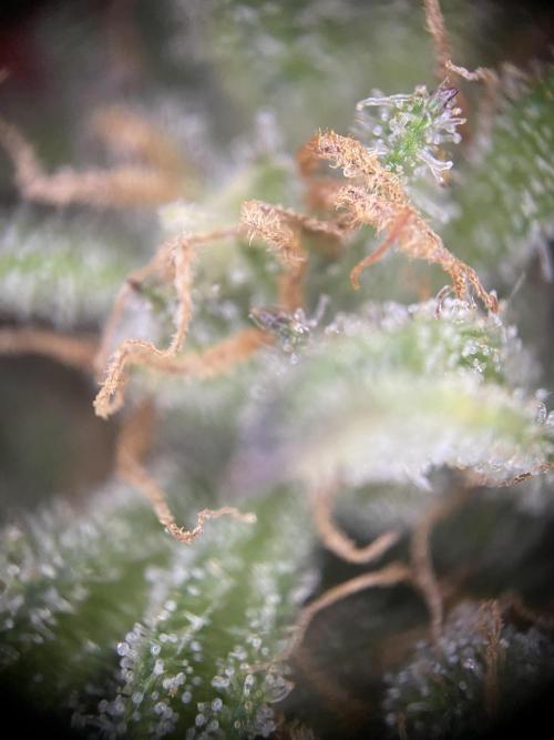Frostys Freak goes Purple in the Contest. Week 13 - 15.7