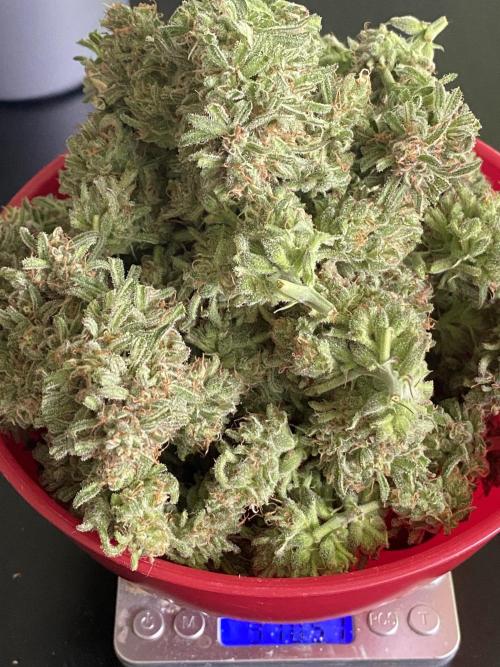 Frostys Freak goes Purple in the Contest. Week 14