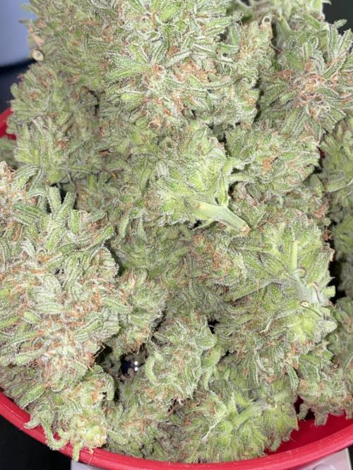 Frostys Freak goes Purple in the Contest. Week 14
