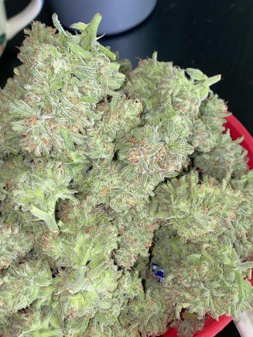 Frostys Freak goes Purple in the Contest. Week 14