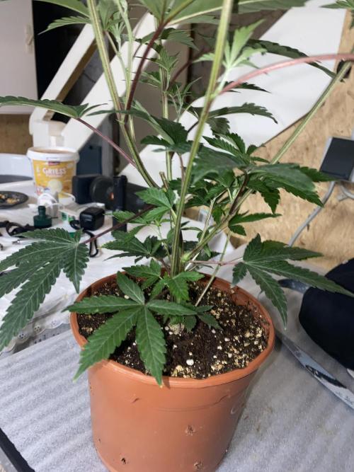 Cut from a cut. Week 3