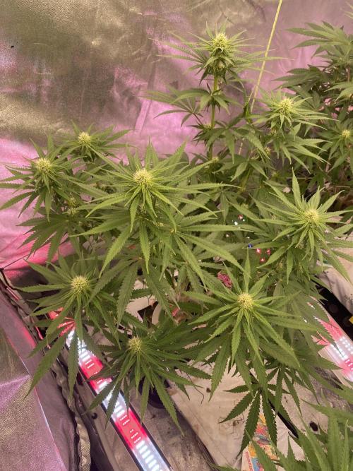 Super Boof by someone other. Week 7 - S1