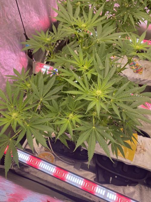 La Kush Cake. Week 6 - S1