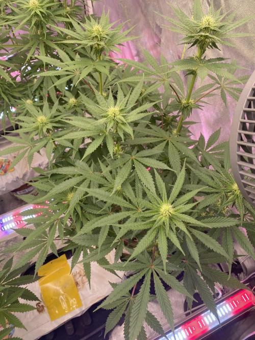 La Kush Cake. Week 6 - S2