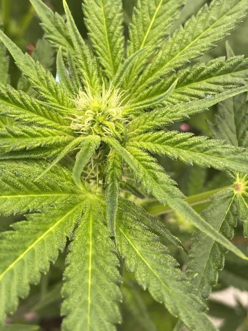 La Kush Cake. Week 6 - S1