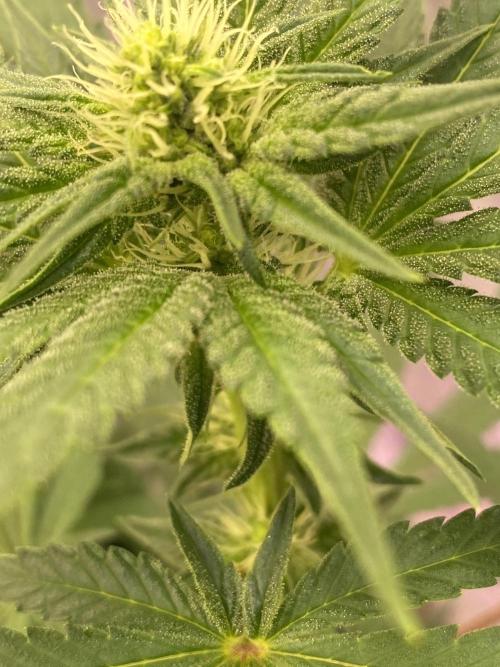 La Kush Cake. Week 6 - S2