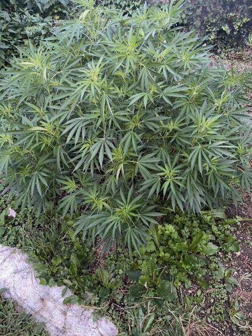 Perma Outdoor. Week 16