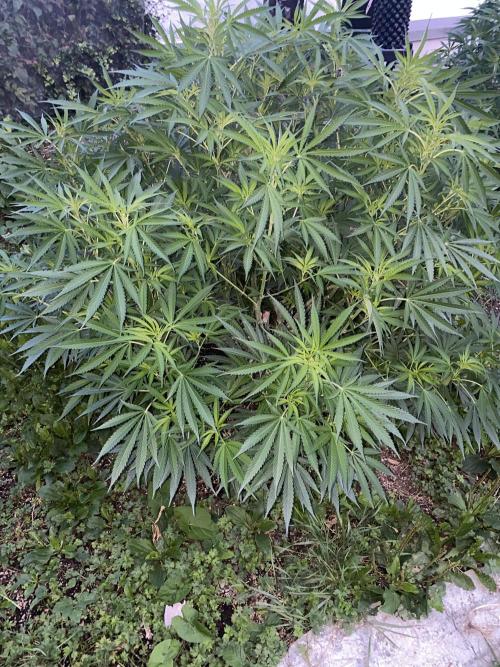 Perma Outdoor. Week 16