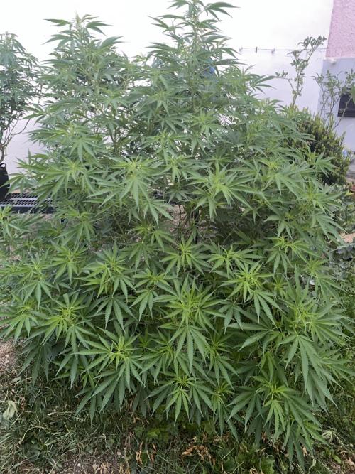 Chimera cut. Week 13