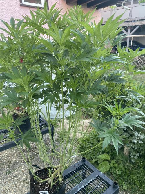 Bananaconda. Week 18