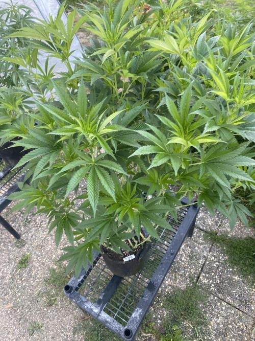 Bananaconda. Week 18
