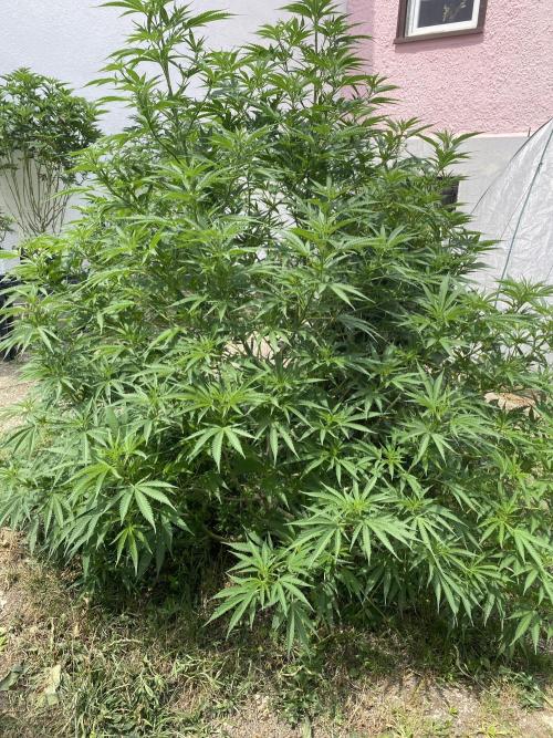 Chimera cut. Week 14