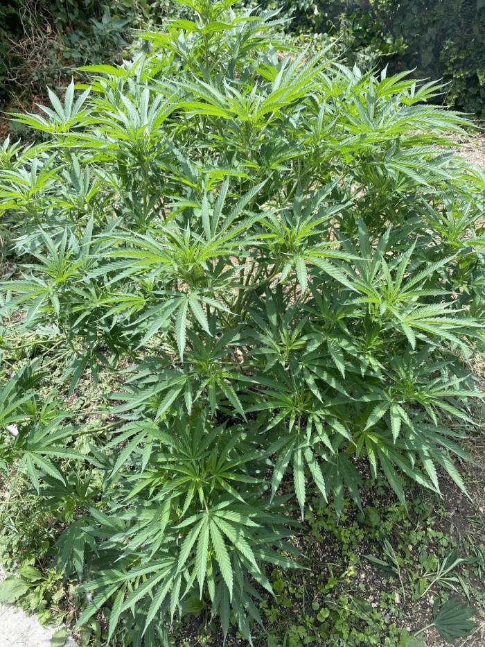 Perma Outdoor. Week 17