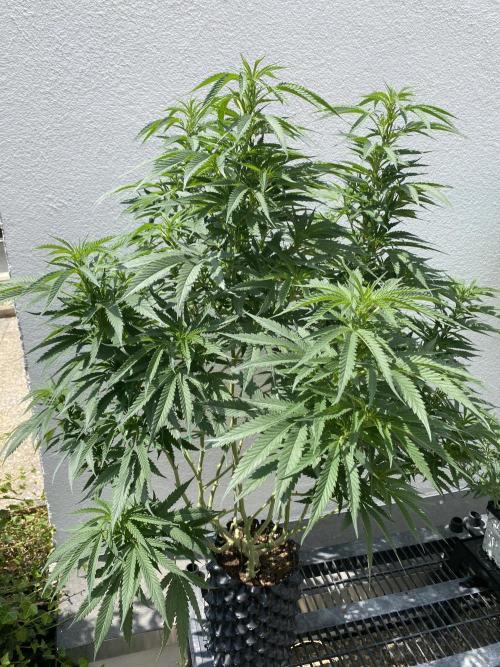 Vanilla?. Week 15
