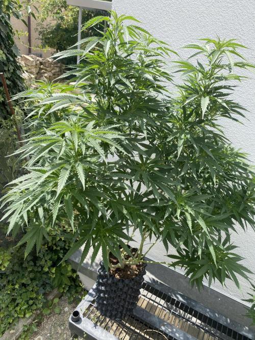Vanilla?. Week 15