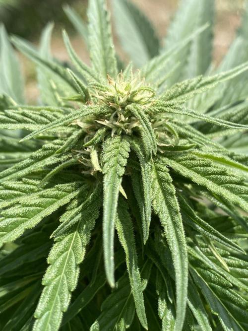 Runtz F1 Automatic. Week 6