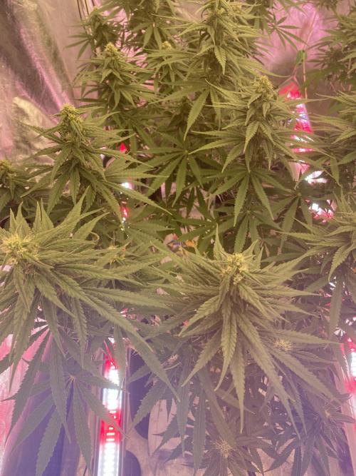 La Kush Cake. Week 7