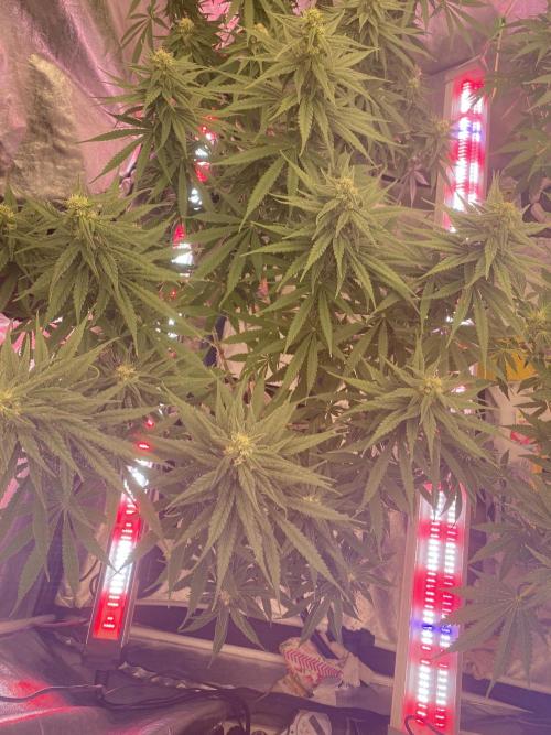 La Kush Cake. Week 7
