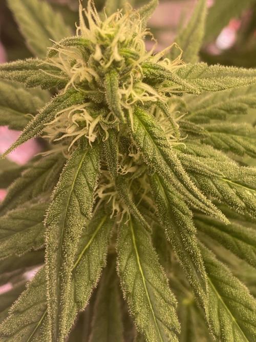 La Kush Cake. Week 7