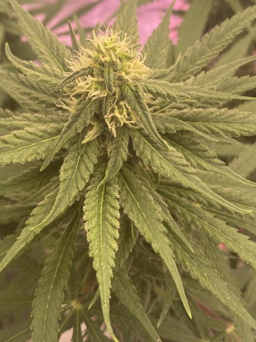 La Kush Cake. Week 7
