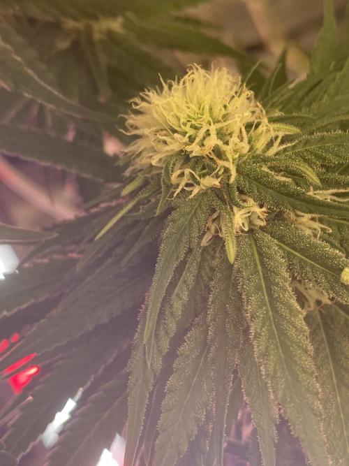 La Kush Cake. Week 7