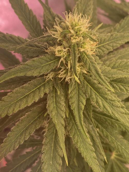 La Kush Cake. Week 7