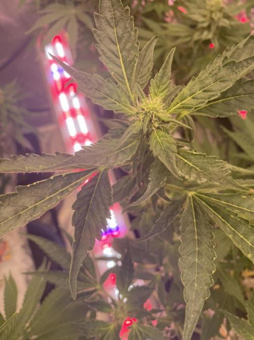 Super Boof by someone other. Week 8
