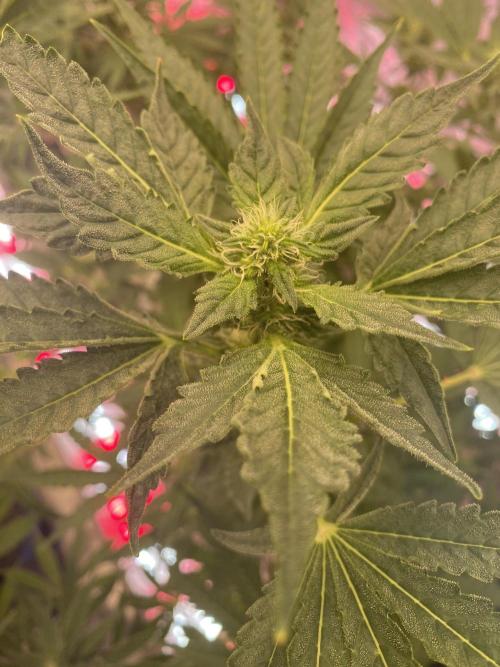 Super Boof by someone other. Week 8