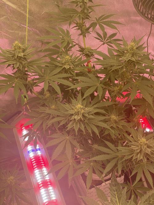 Super Boof by someone other. Week 8