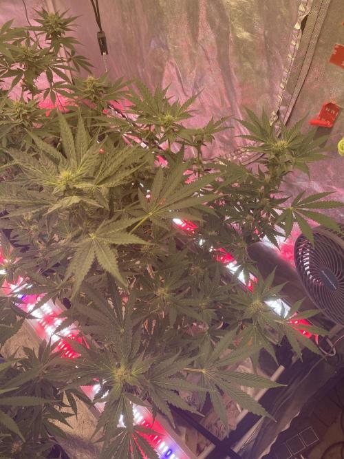 Super Boof by someone other. Week 8