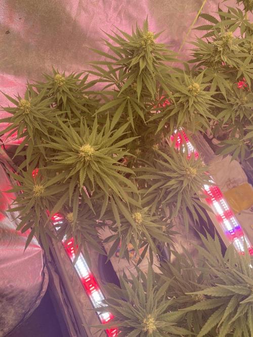 Super Boof by someone other. Week 8