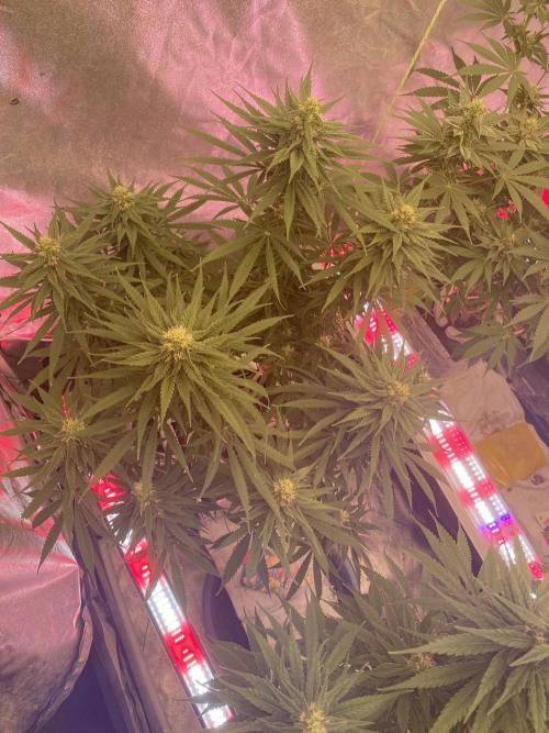 Super Boof by someone other. Week 8