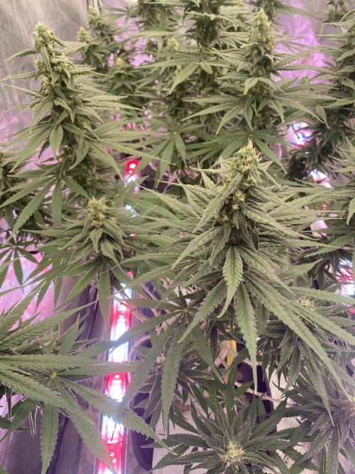 La Kush Cake. Week 8