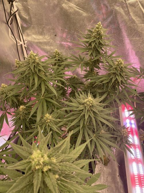 La Kush Cake. Week 8