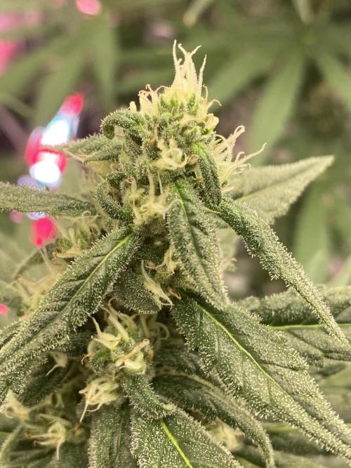 La Kush Cake. Week 8