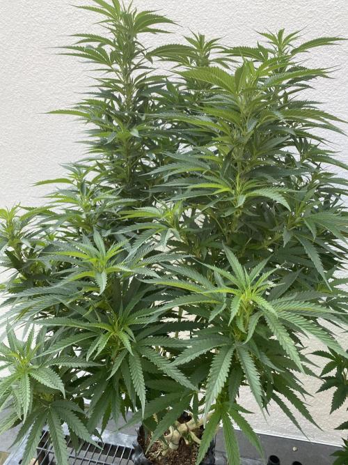 Vanilla?. Week 16