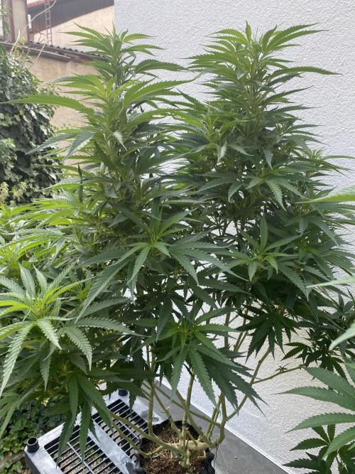 Vanilla?. Week 16