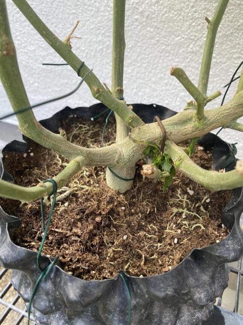 Vanilla?. Week 16