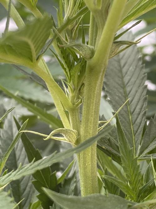 Vanilla?. Week 16