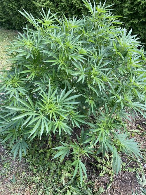 Perma Outdoor. Week 18