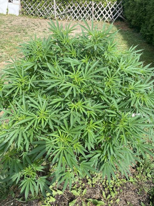 Perma Outdoor. Week 18