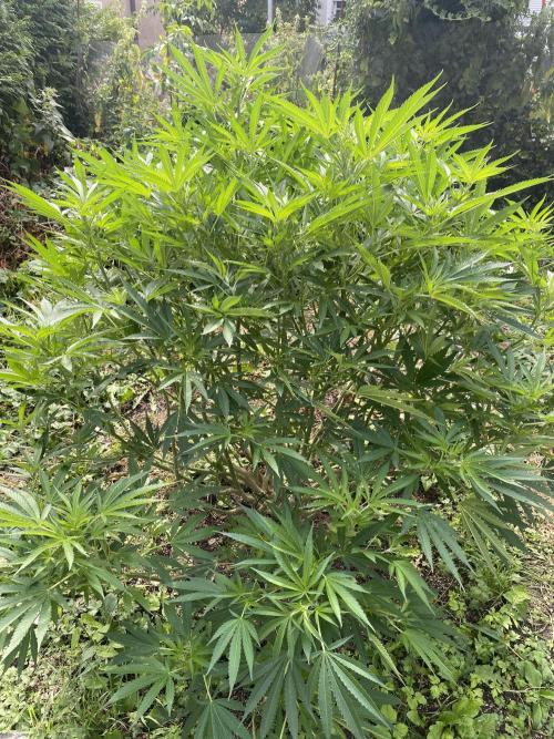 Perma Outdoor. Week 18